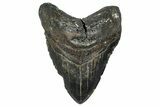 Fossil Megalodon Tooth - North Carolina #349326-1